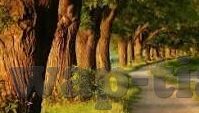 2017年伦理片免费观看-2017年伦理片，免费观影的伦理边界与思考